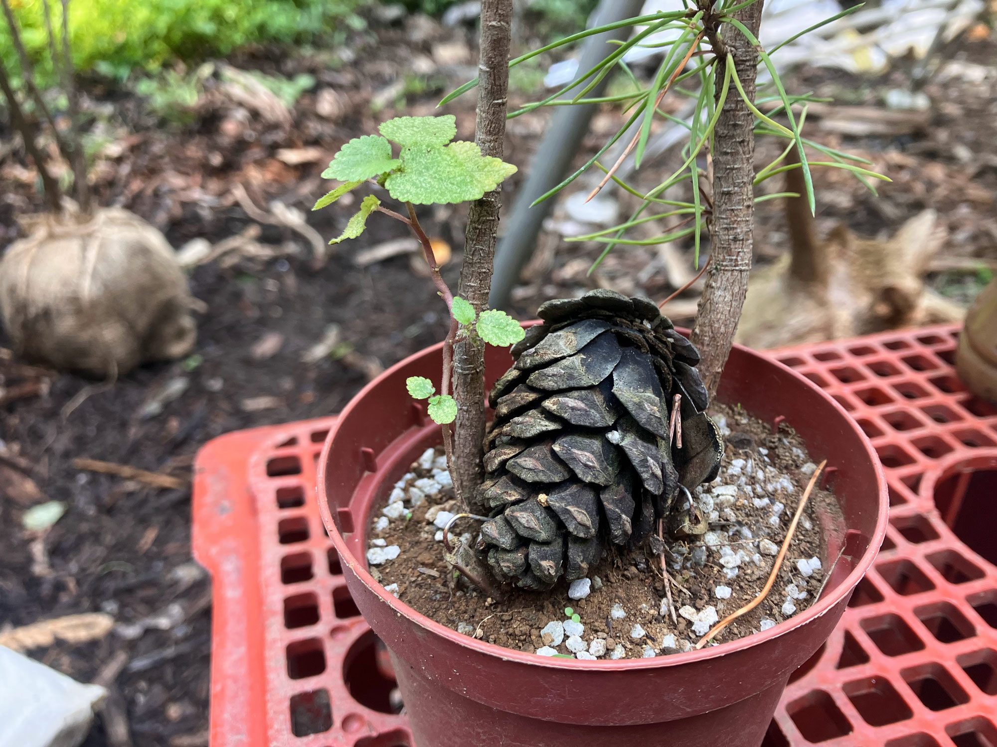 唐津の海から朝日は見えない