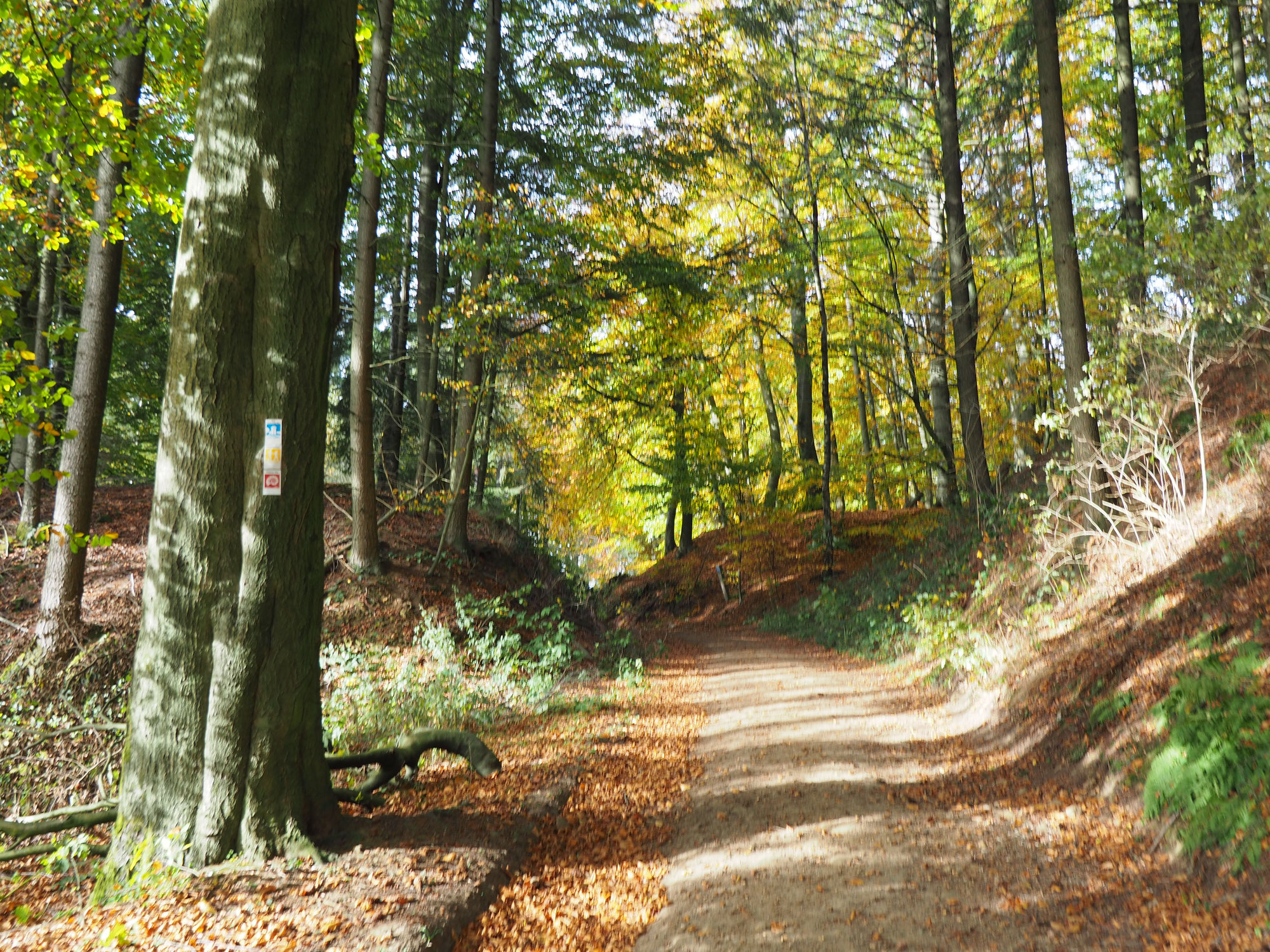 Nutzungskonflikte im Wald beilegen