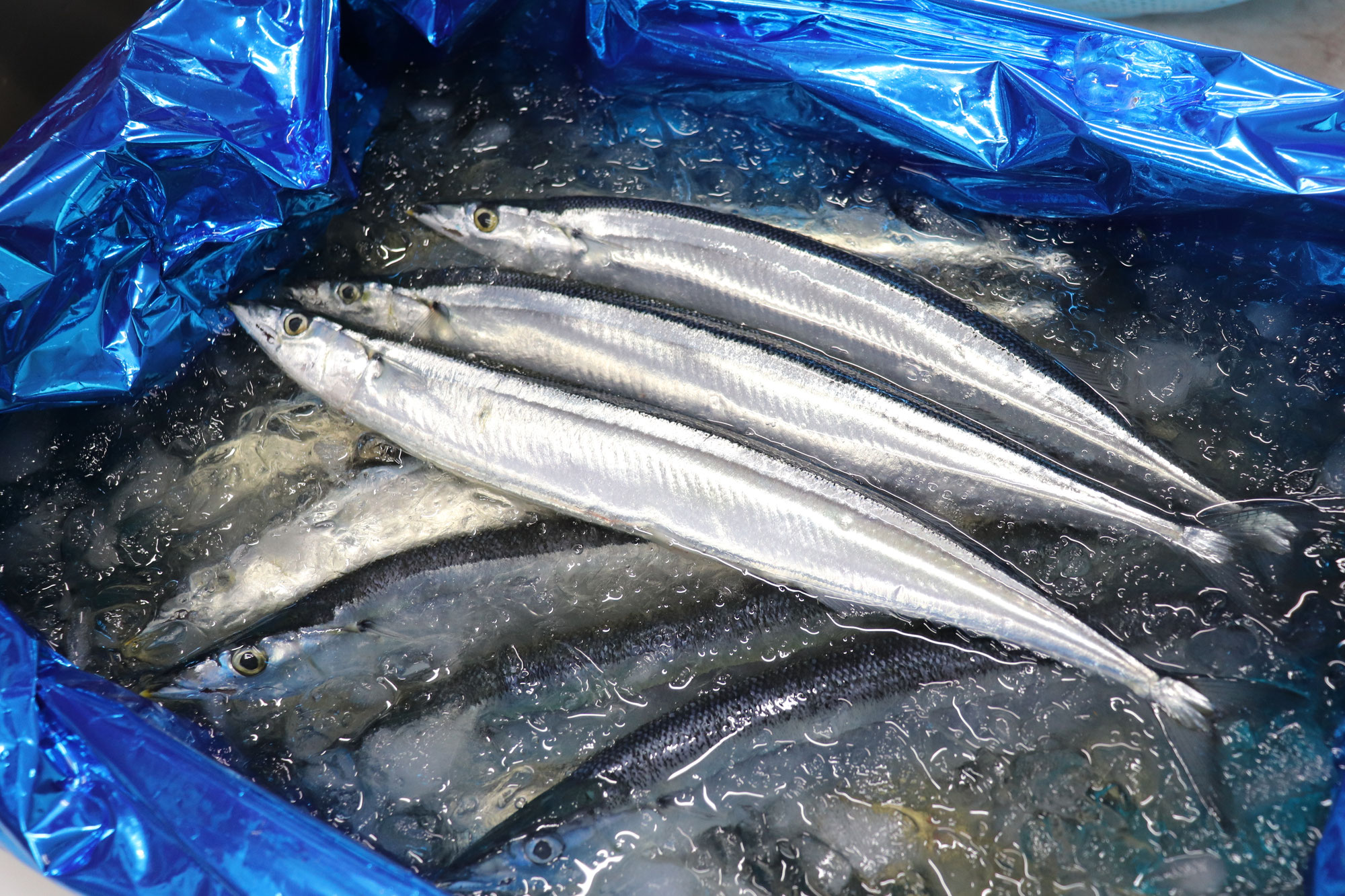秋刀魚の季節です。