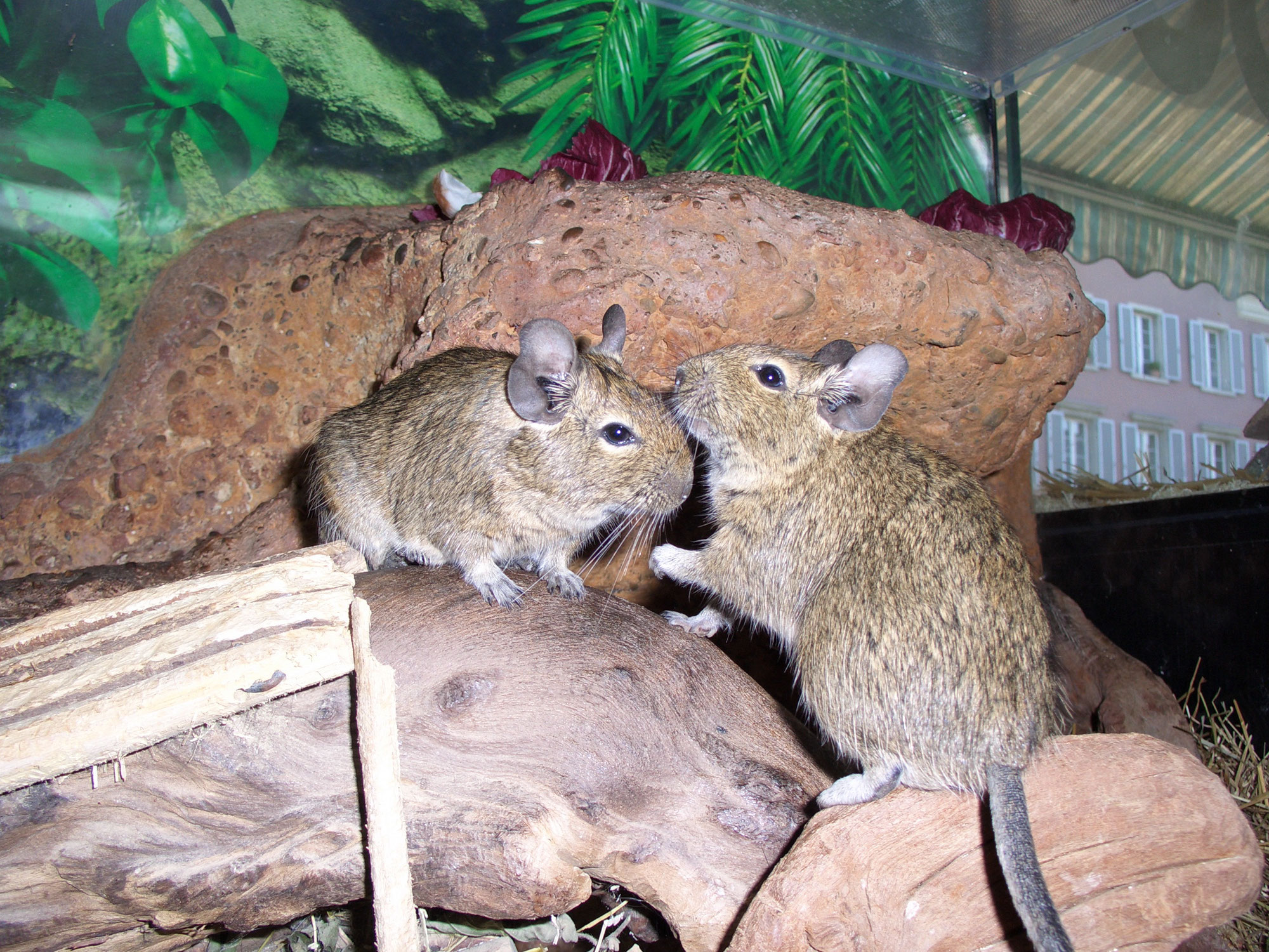 8. Degu - So erkennst Du den Geschlechtsunterschied