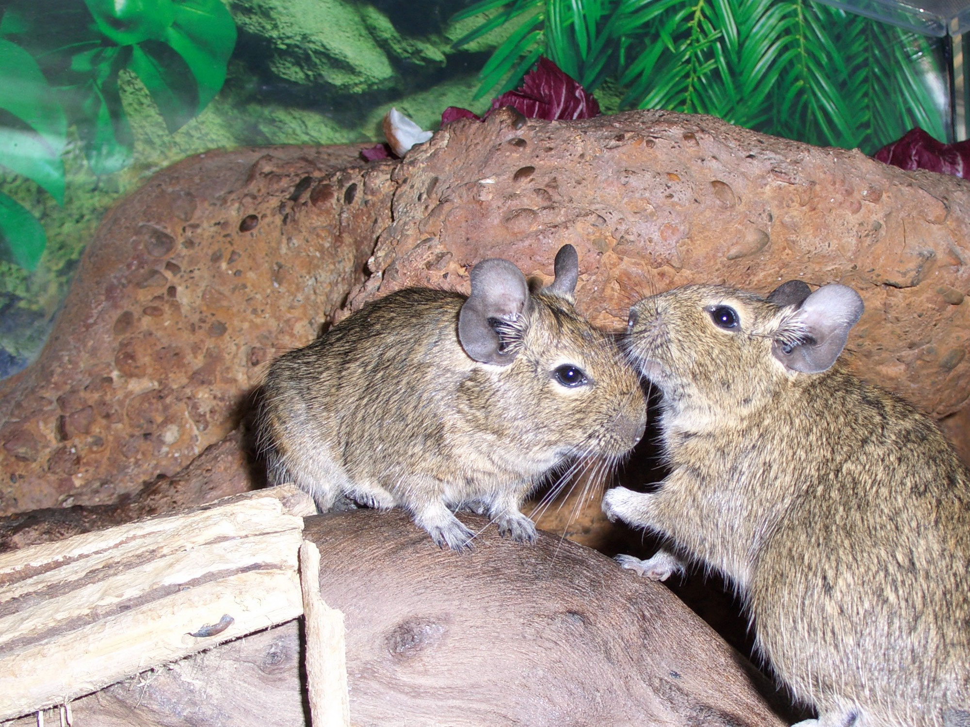 4. Degus als Haustier: Ja oder Nein?