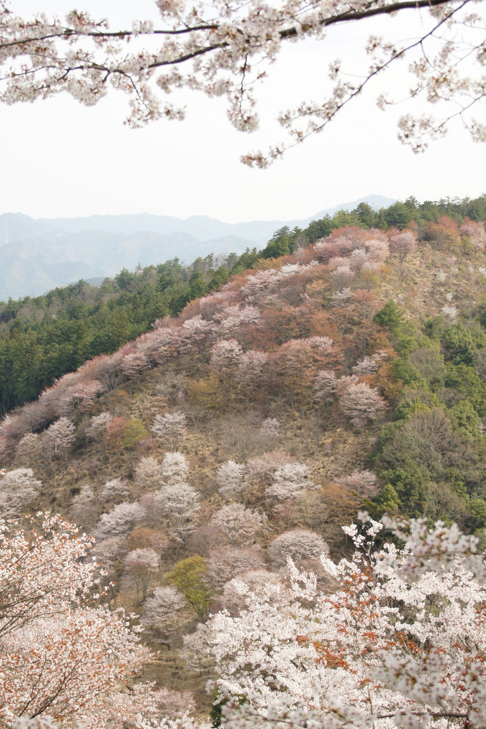 桜に想うこと　その３