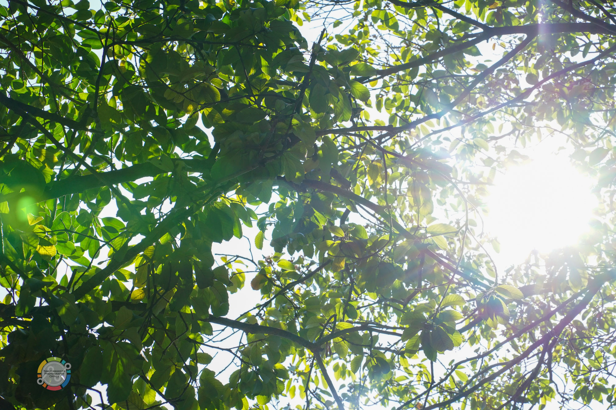 キャッチフレーズ