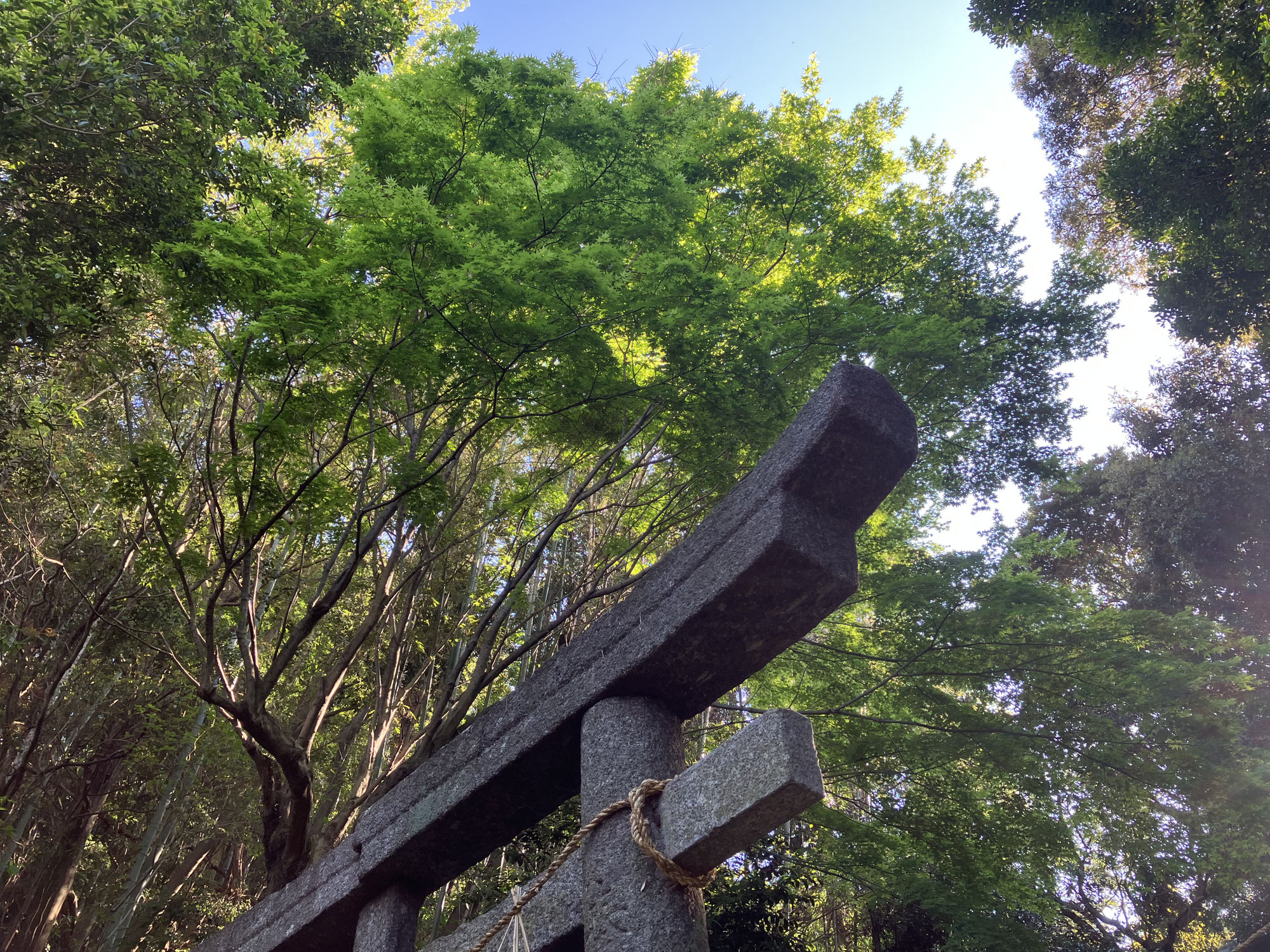 小烏のすゝめ