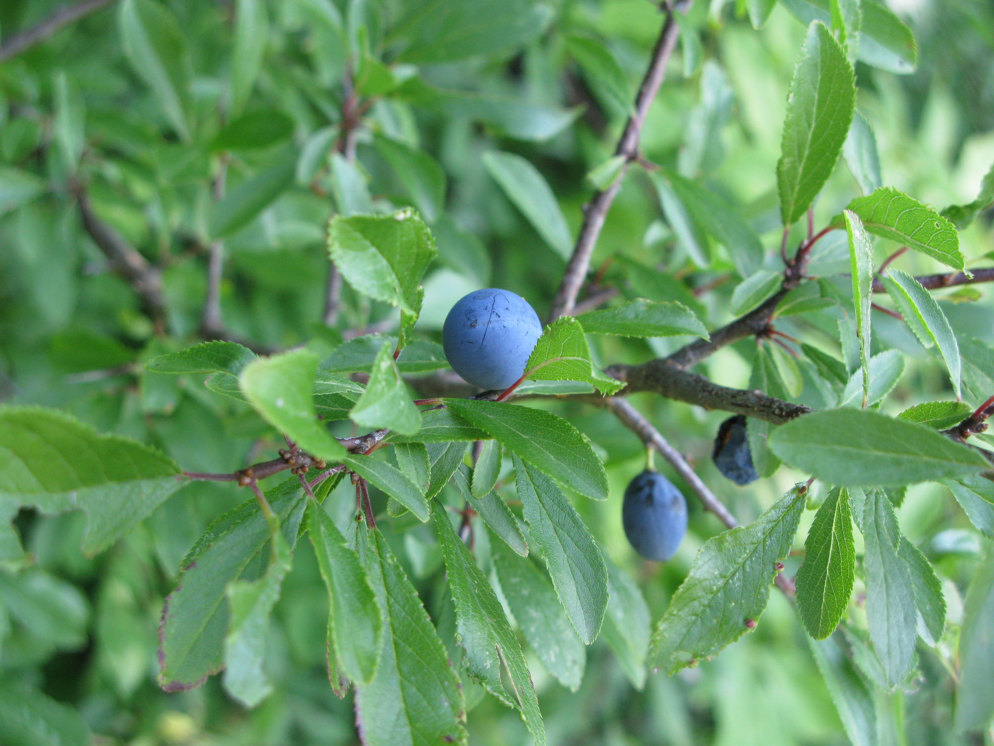 Schlehe – milder Saft aus herben Wildfrüchen