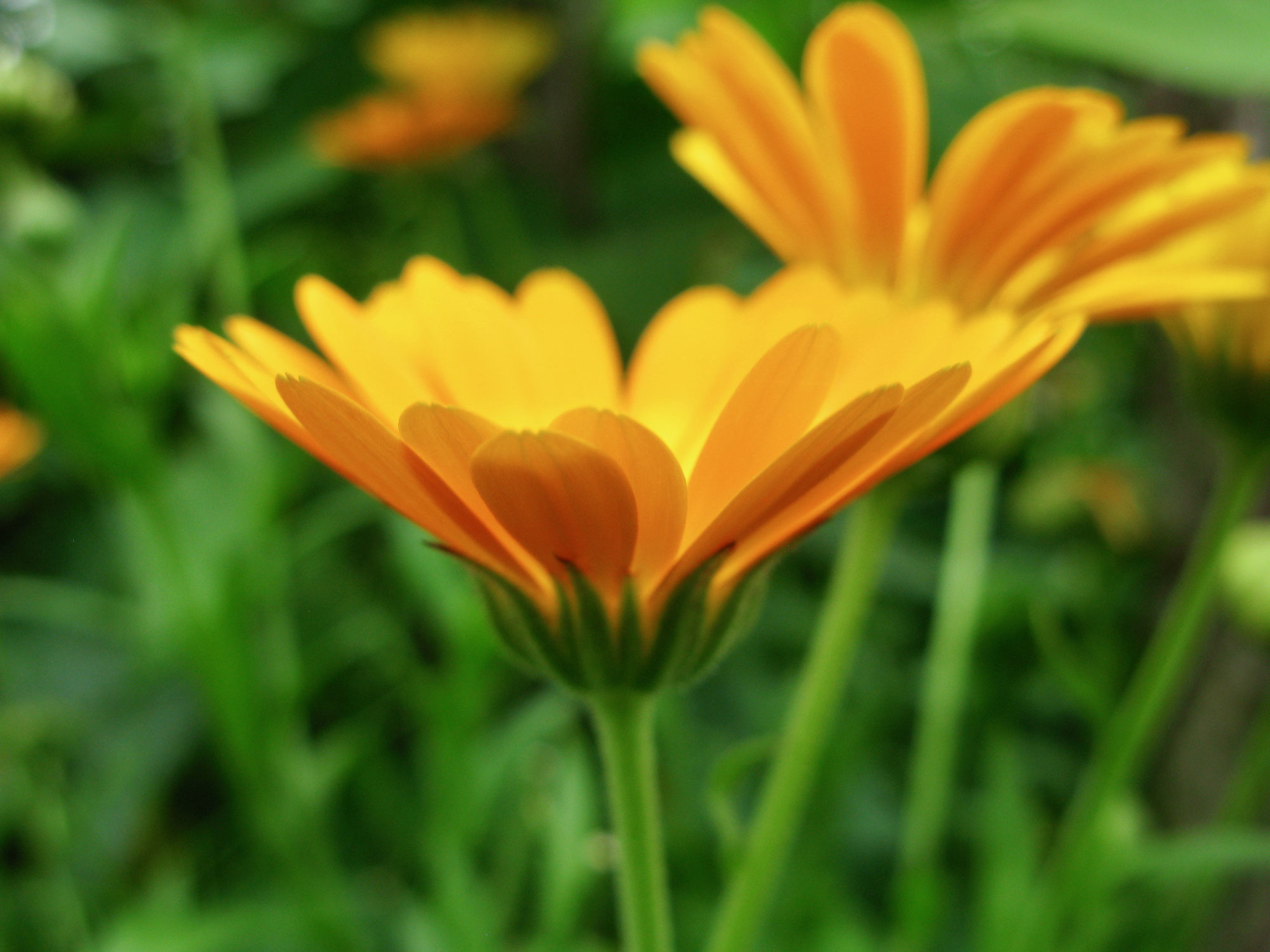 Begeisterung, Freude, Leichtigkeit  – Qualitäten der Sommerzeit in Verbundenheit mit der Natur erlebbar machen