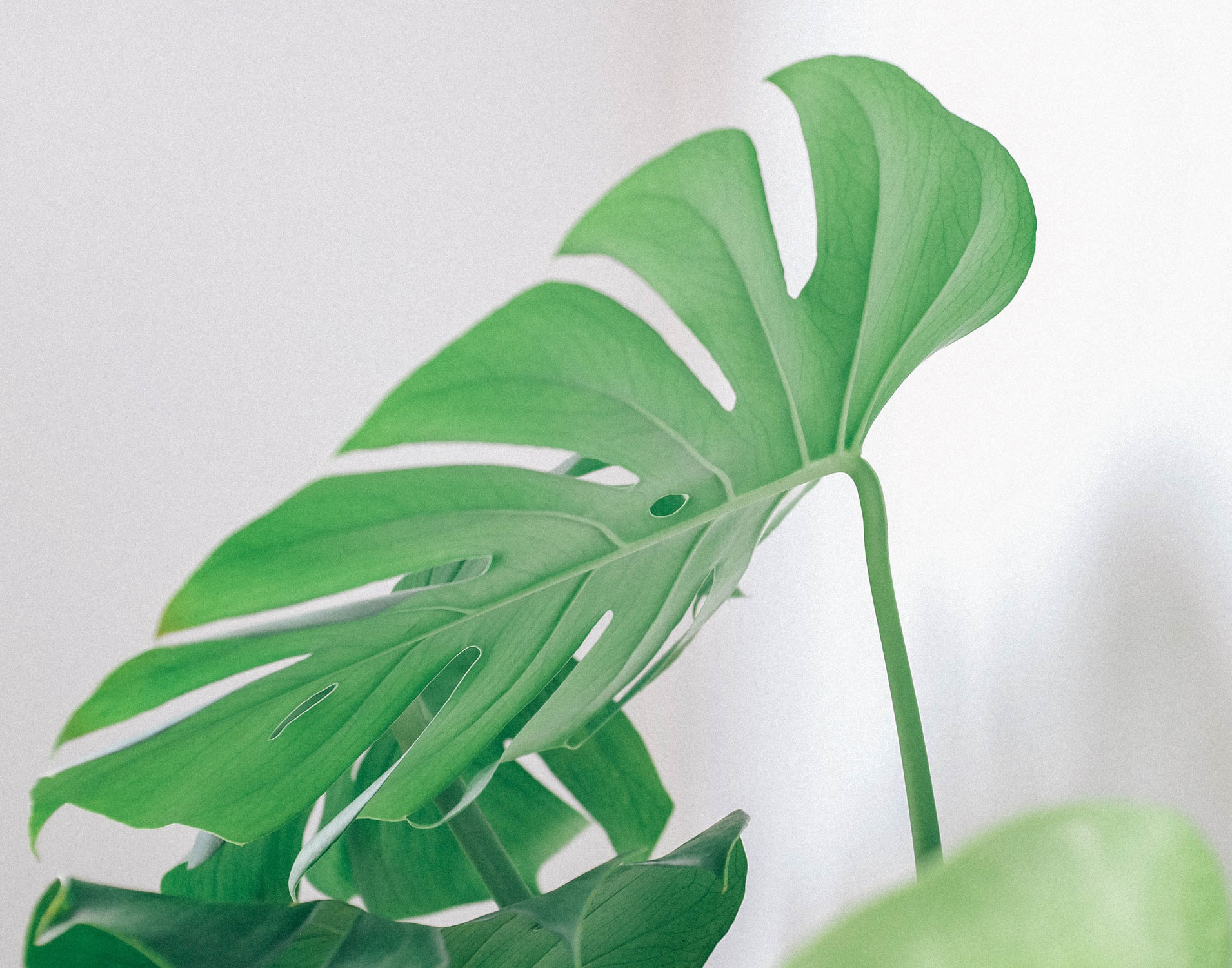 Deze 6 badkamer planten overleven met weinig licht