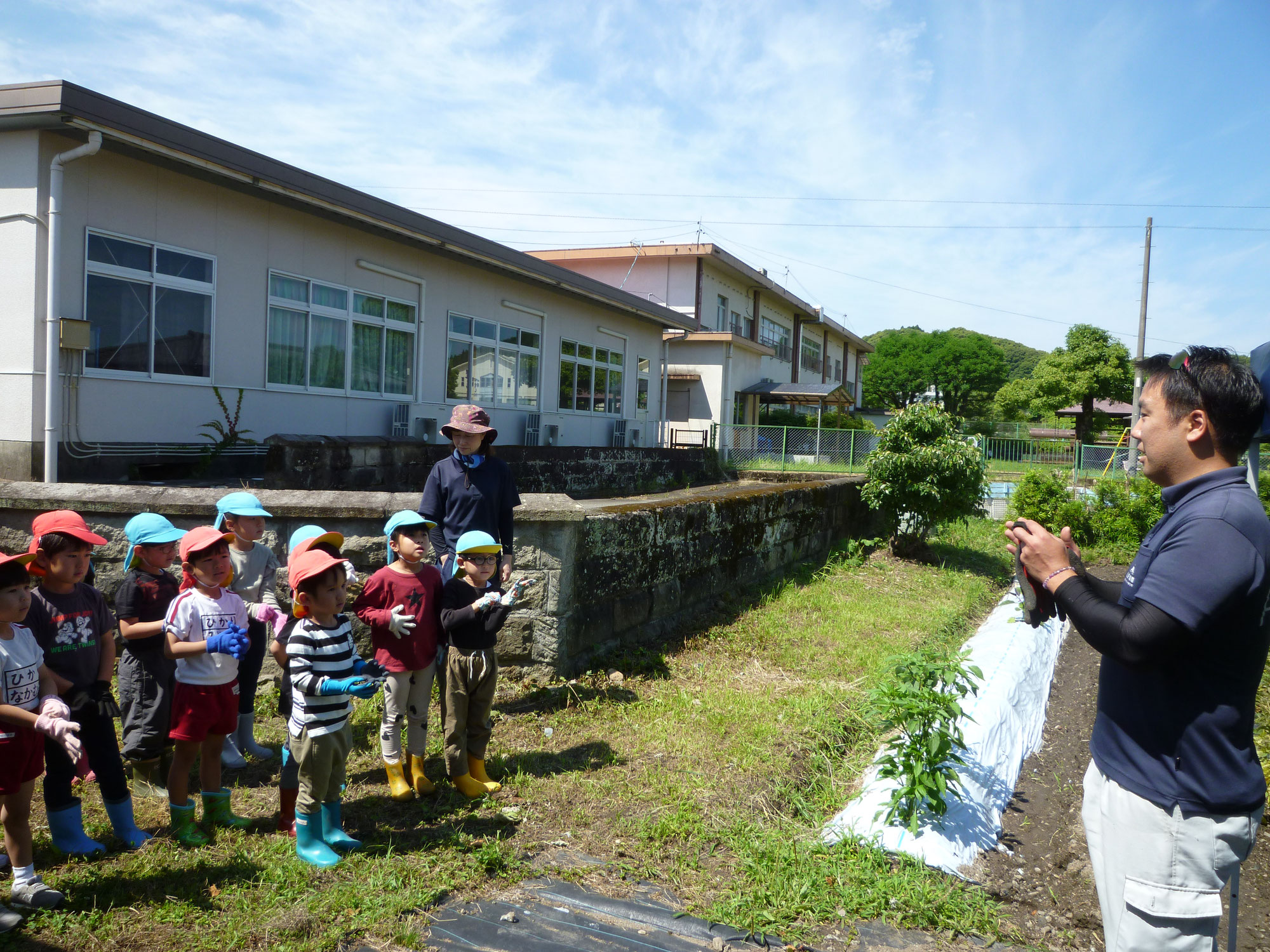 A組じゃがいも掘りとさつま芋の苗付け体験学習