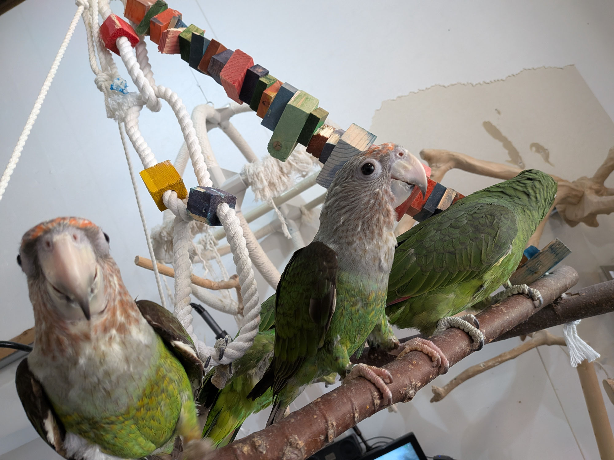 Q&A：セキセイインコやオカメインコは販売していますか？