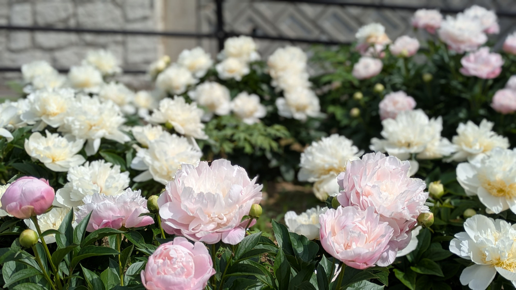 5月19日㈪の開花情報