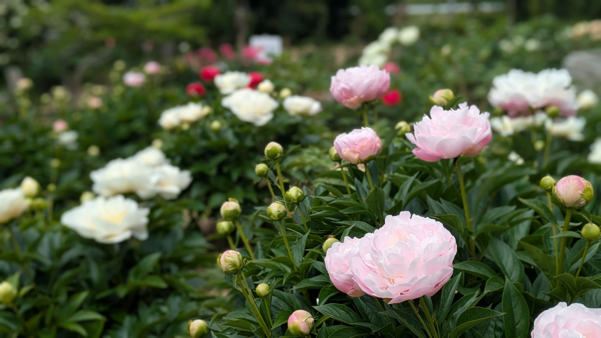 5月16日㈮の開花情報