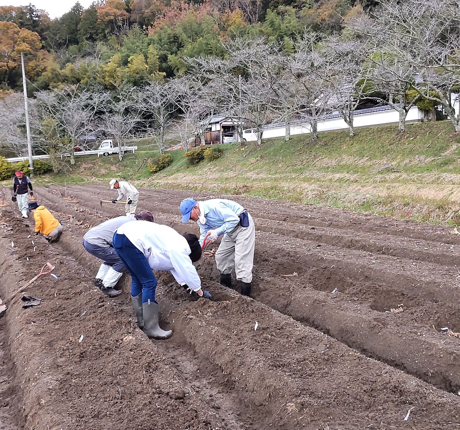 芍薬、植えました