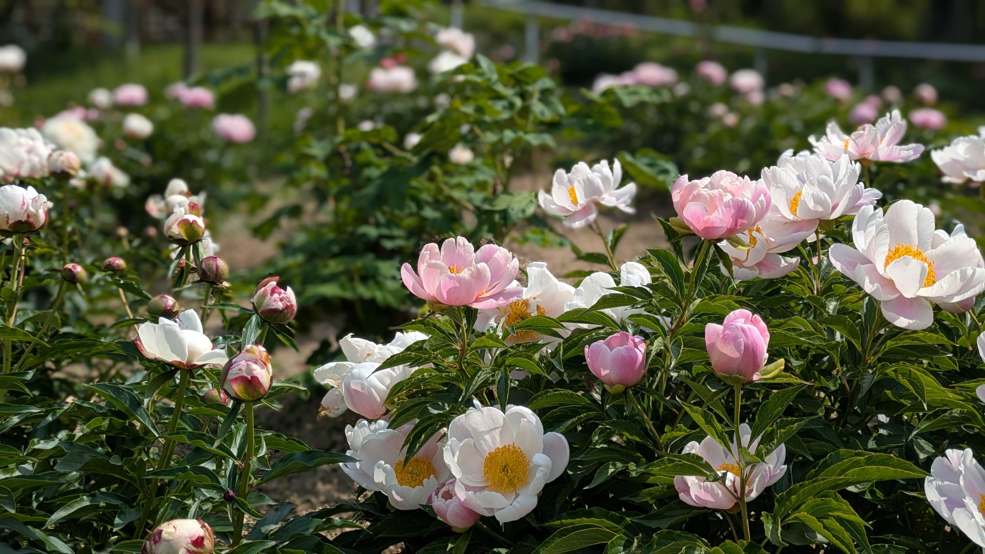 5月15日㈭の開花情報
