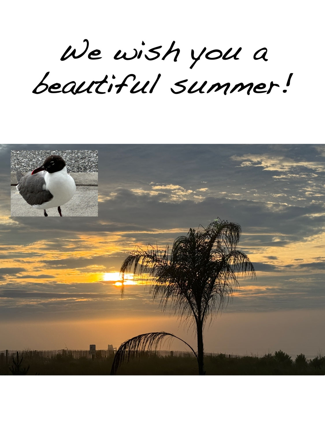 celisca Summer Break