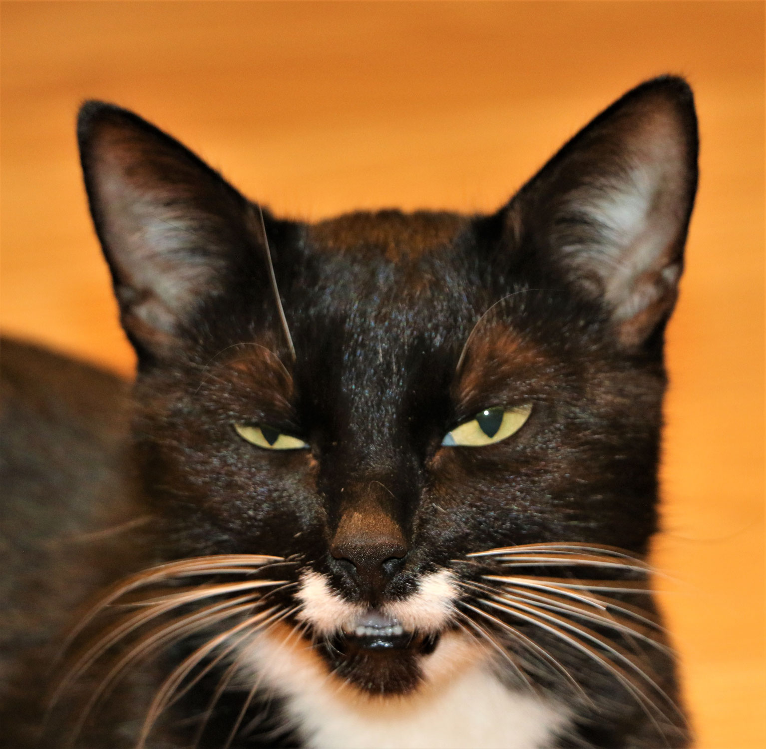 " Katzengeburt & Lebensfreude-Chronologie eines Wurfs / 4.Teil-..es heisst Abschied nehmen!