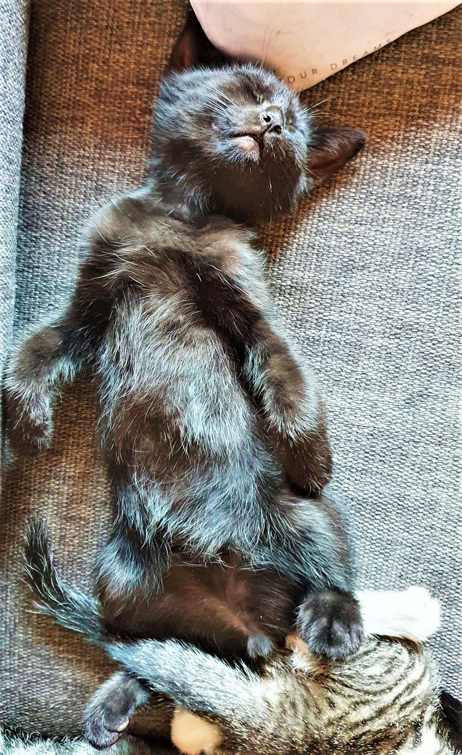 " Katzengeburt & Lebensfreude-Chronologie eines Wurfs / 4.Teil."