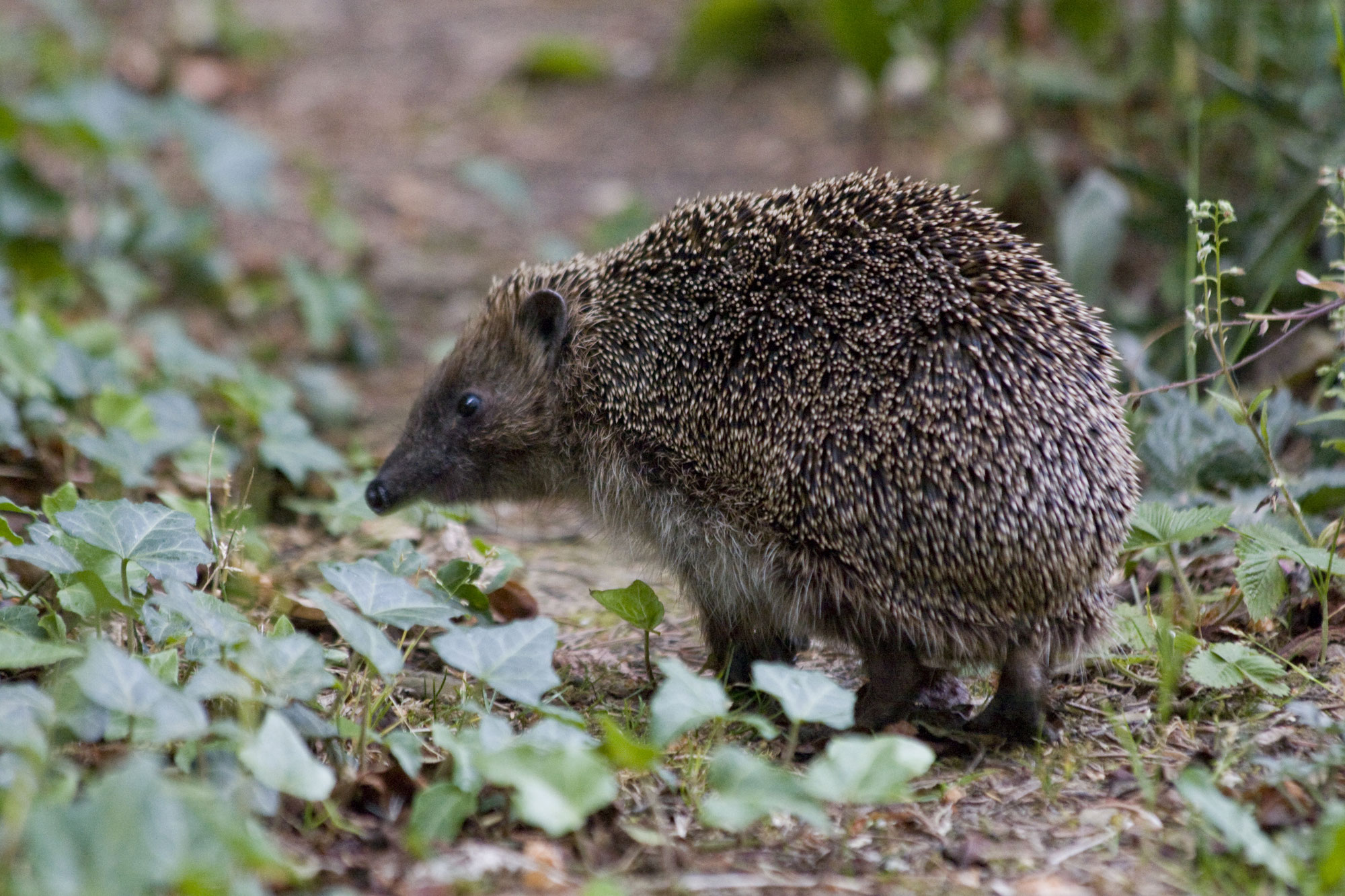 Für Vögel, Igel & Co: Nachmachen, bitte!