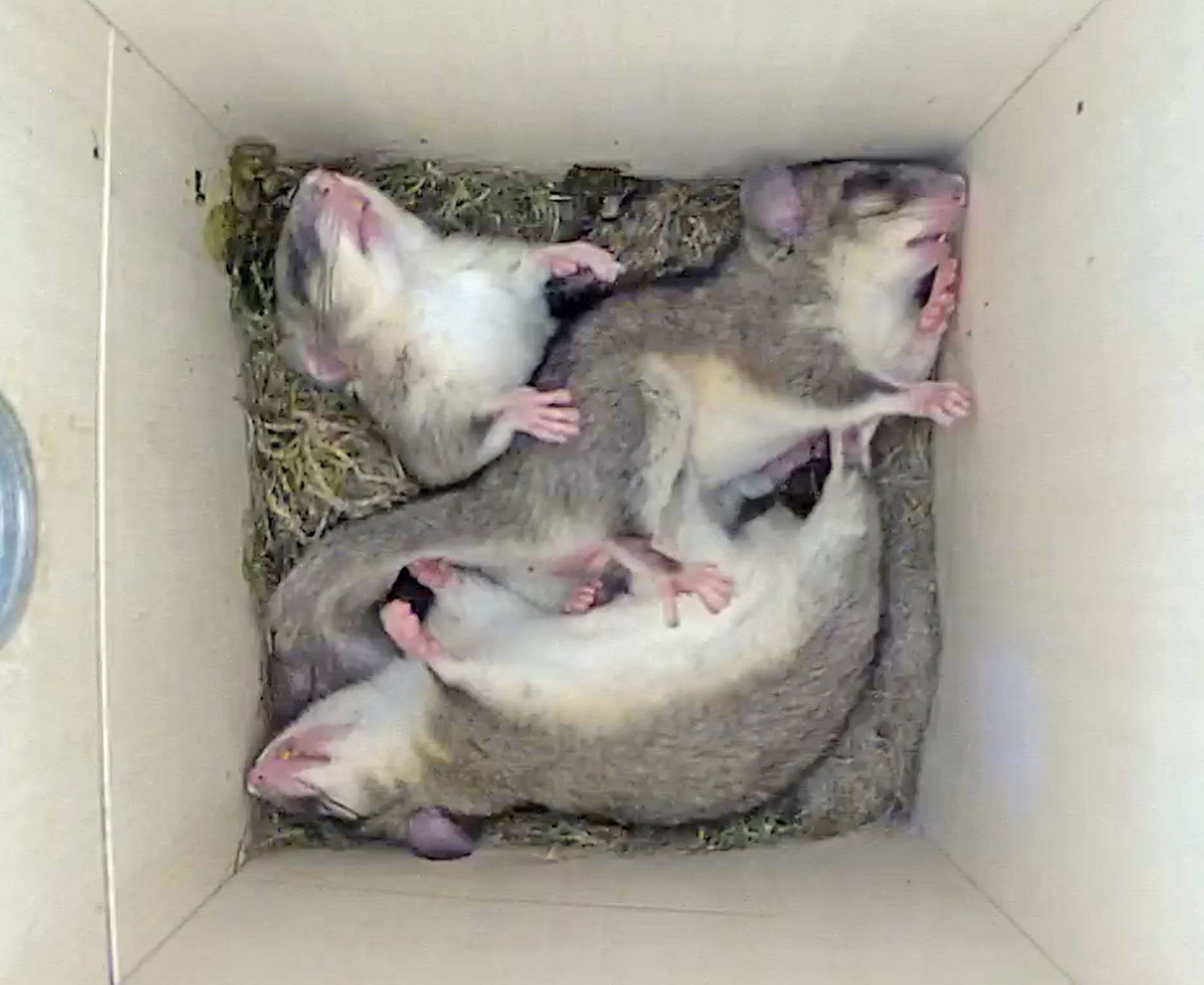 Natur an Menschen: Mehr Ruhe bitte!