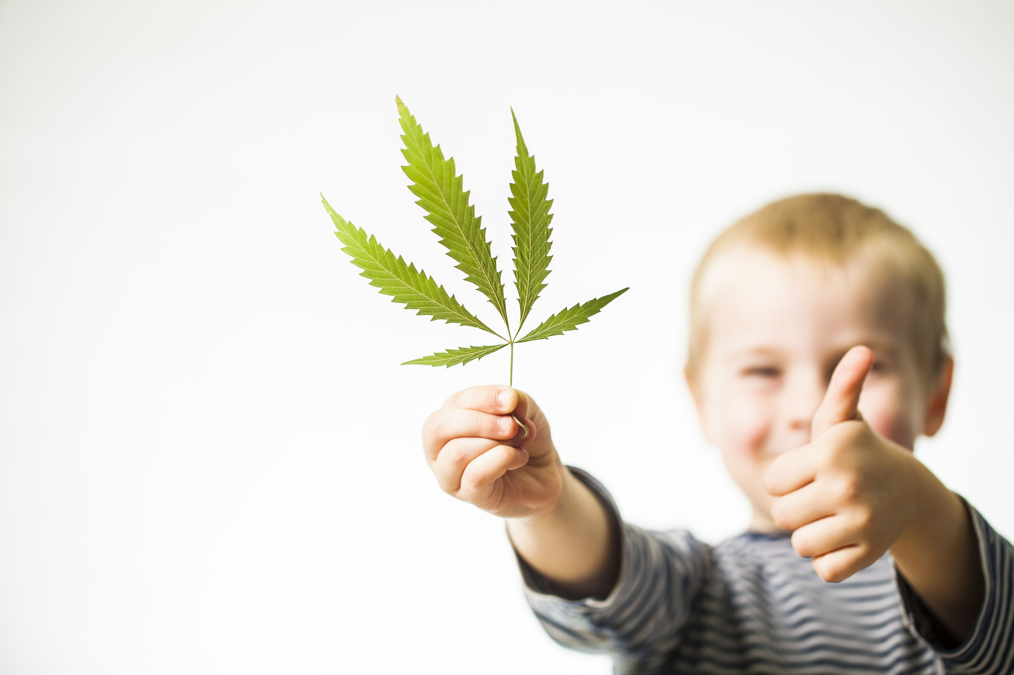 Une merveille de la nature: LE CANNABIS