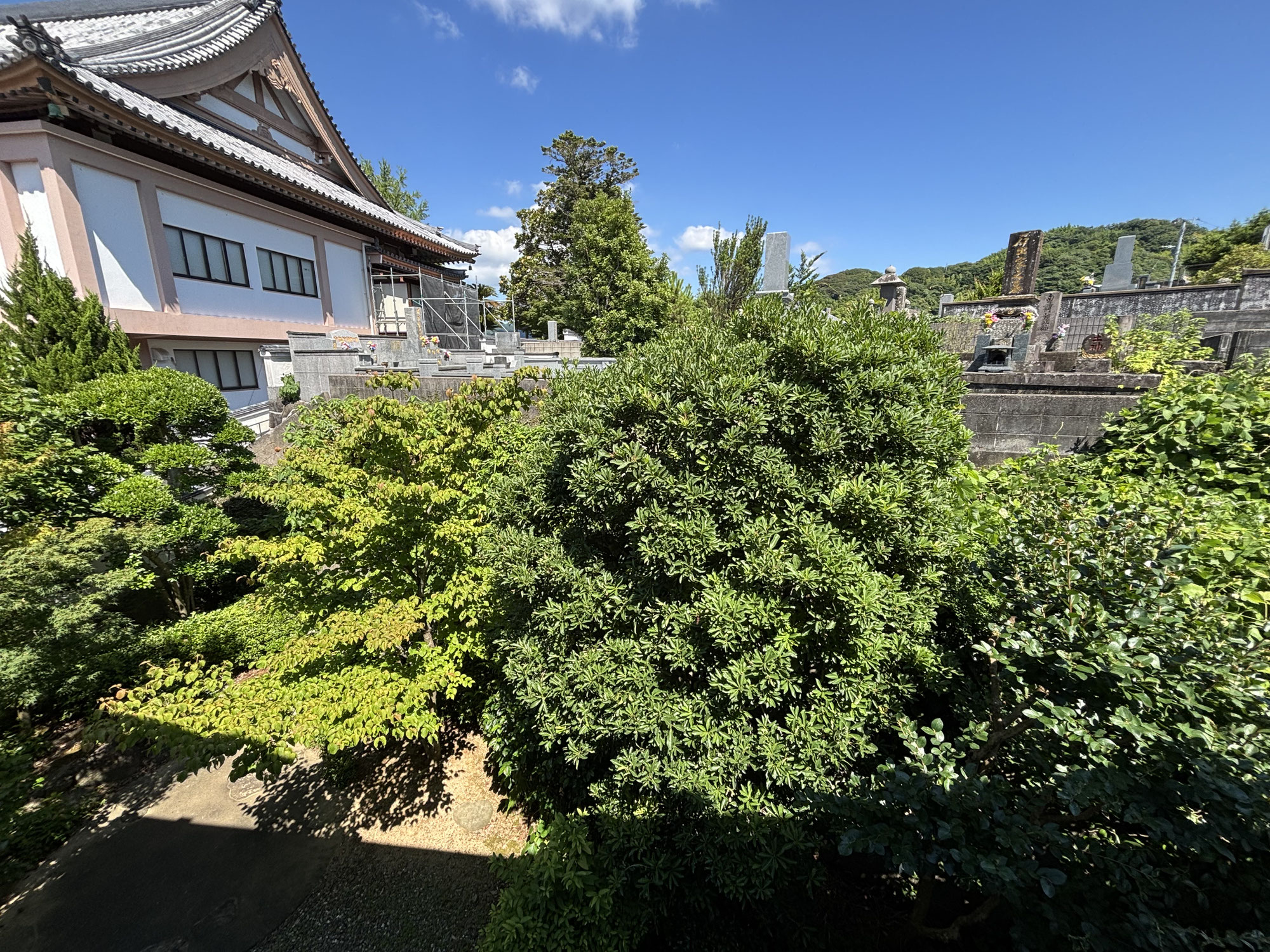 梅雨が明けました。