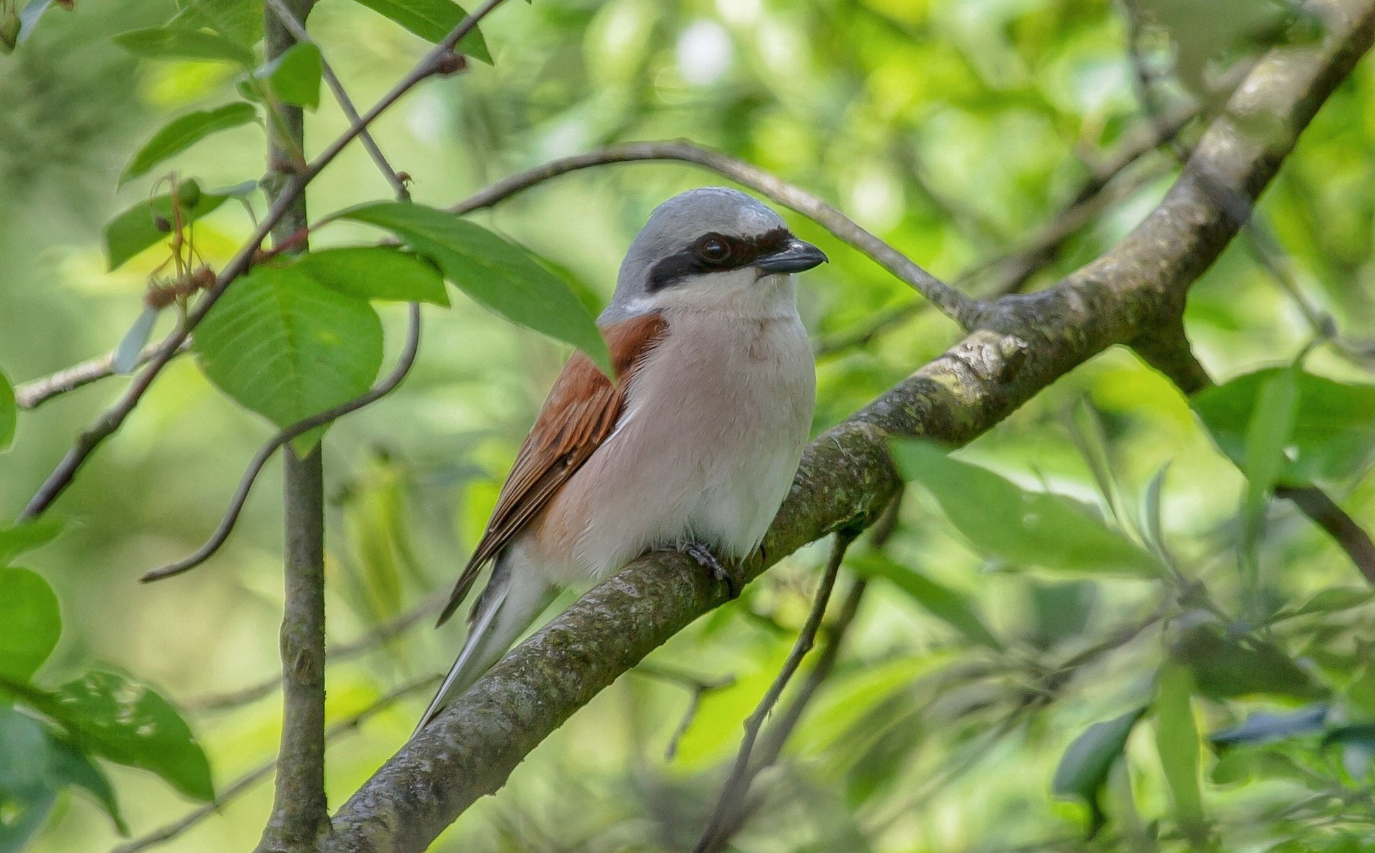 Kahnfahrt im Unterspreewald