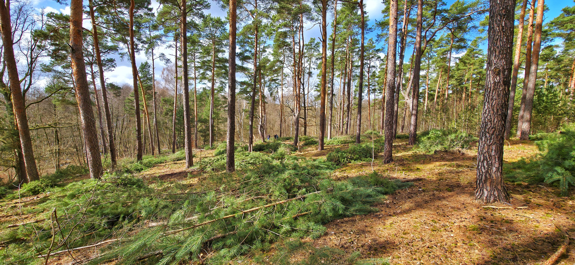 Guter Wald, schlechter Forst....