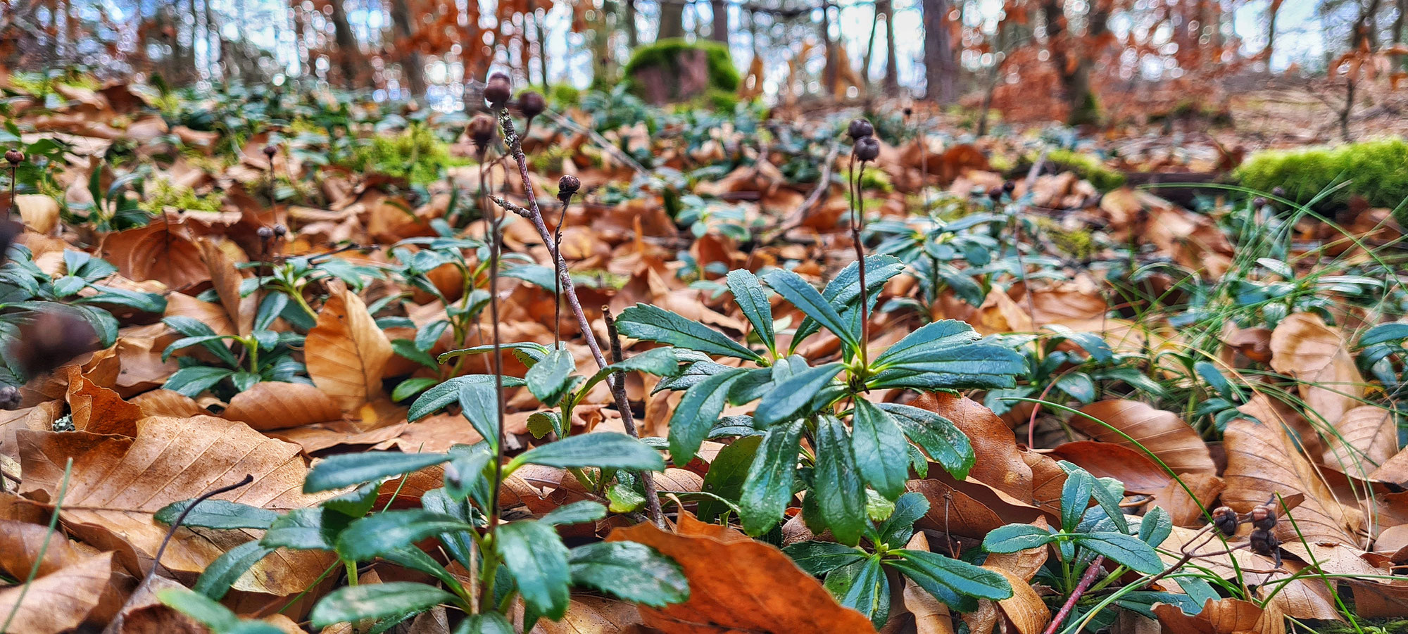 Grüne Edelsteine im Winter