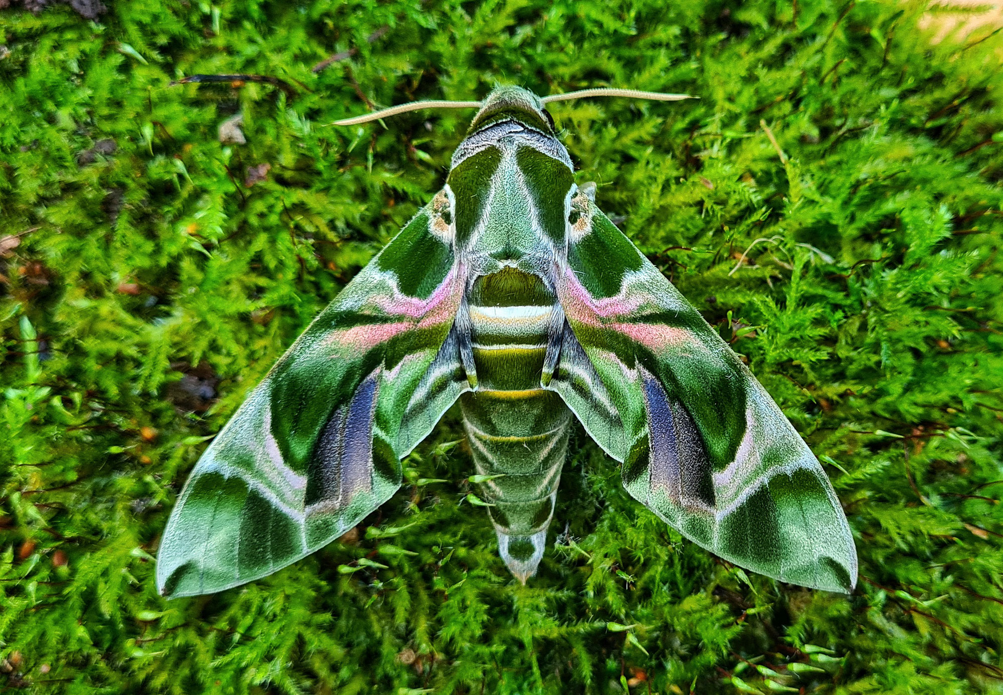 Fliegende Juwelen im Spreewald