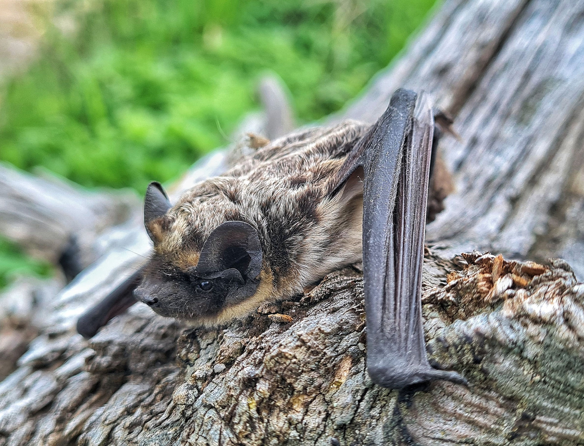 Nachweise der Zweifarbfledermaus (Vespertilio murinus) & ihr vermehrtes Vorkommen in Ost- & Mittelbrandenburg