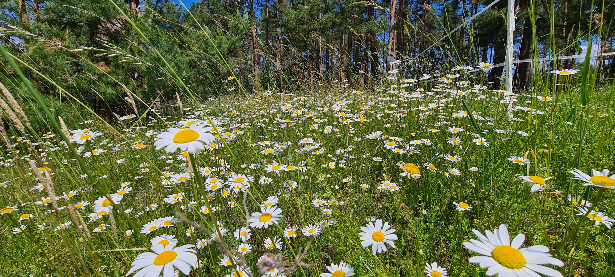 Arbeitseinsatz auf der Margeritenwiese