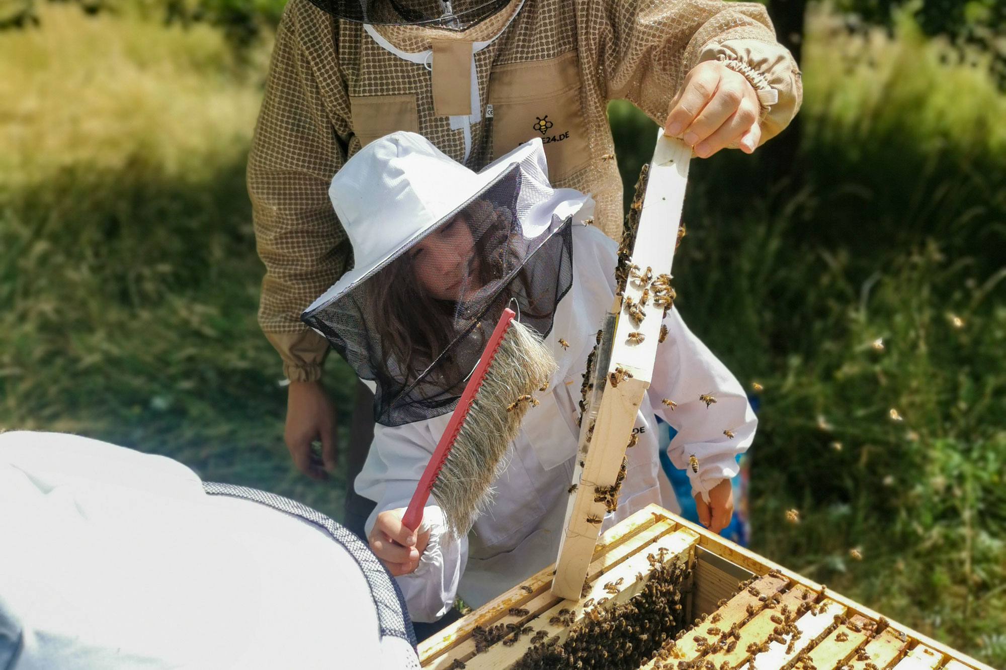 Bienen aus der Nähe betrachten