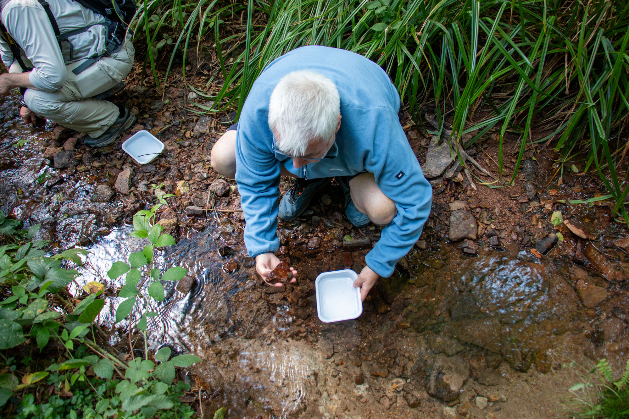Verstecktes Leben unter Steinen