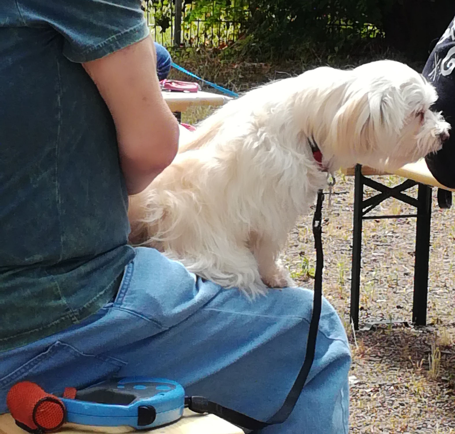 Kirchen segnen Tiere und feiern ökumenisch Gottesdienst in Marxloh