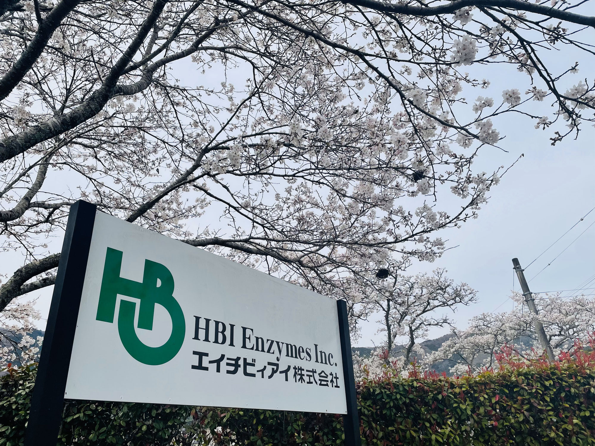 The Arrival of Spring in SHISO-city