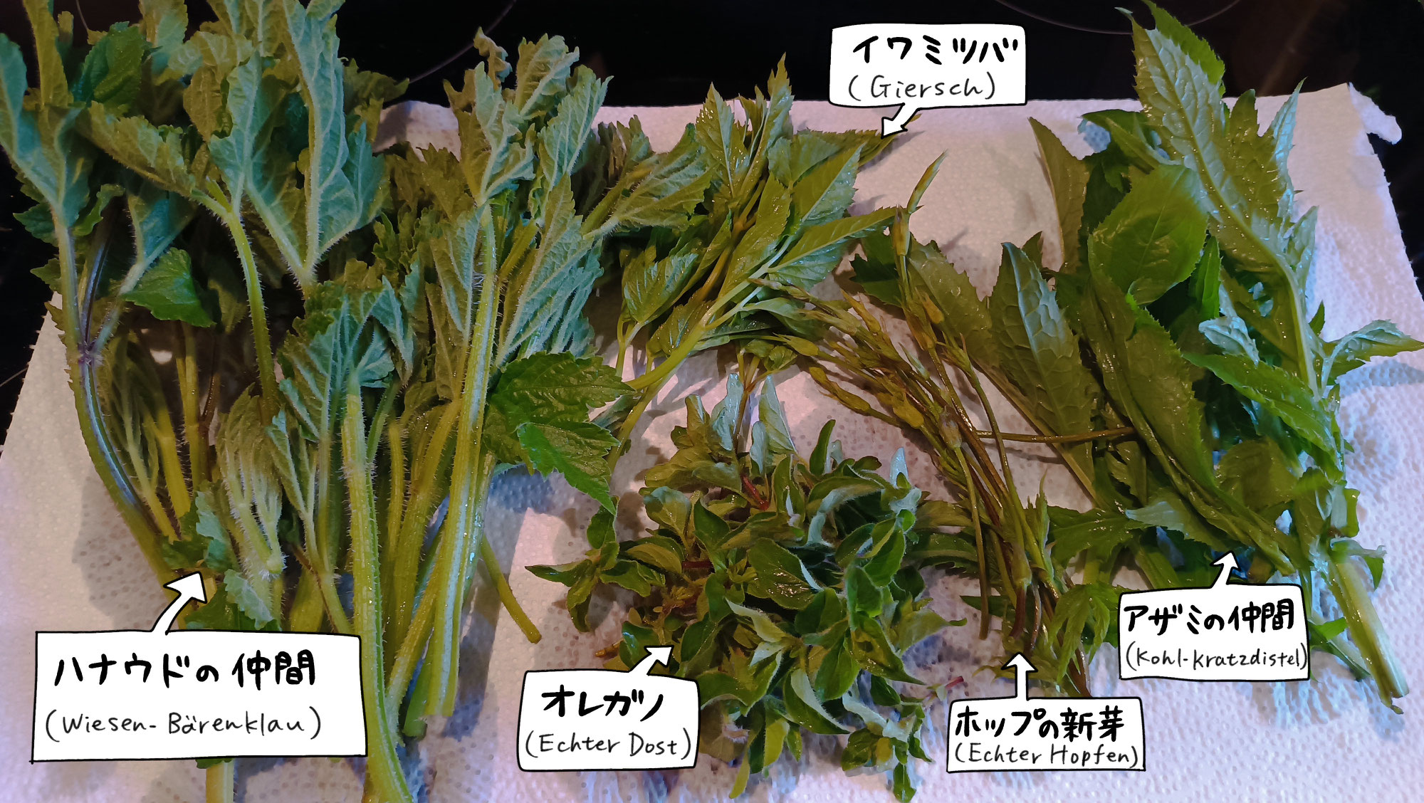 ドイツの野草あれこれ