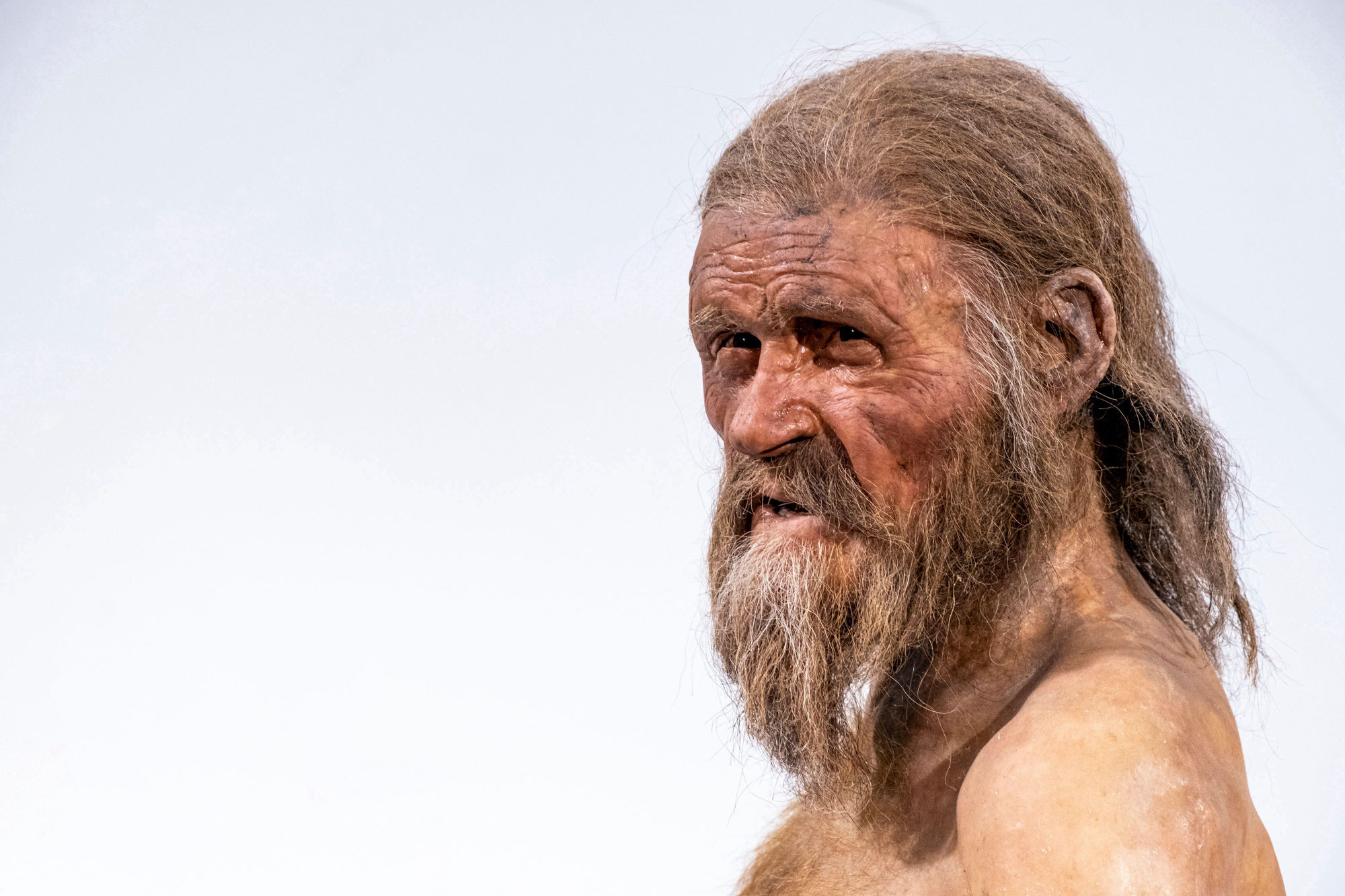 Ötzi: 'el hombre de hielo' y su relación con Cornus sanguinea