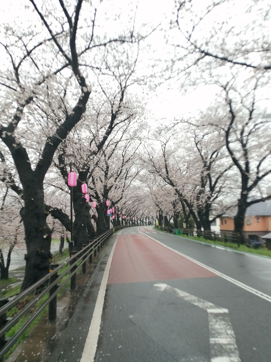 本日の桜並木　ほぼ満開⁈　でも雨、雨、雨
