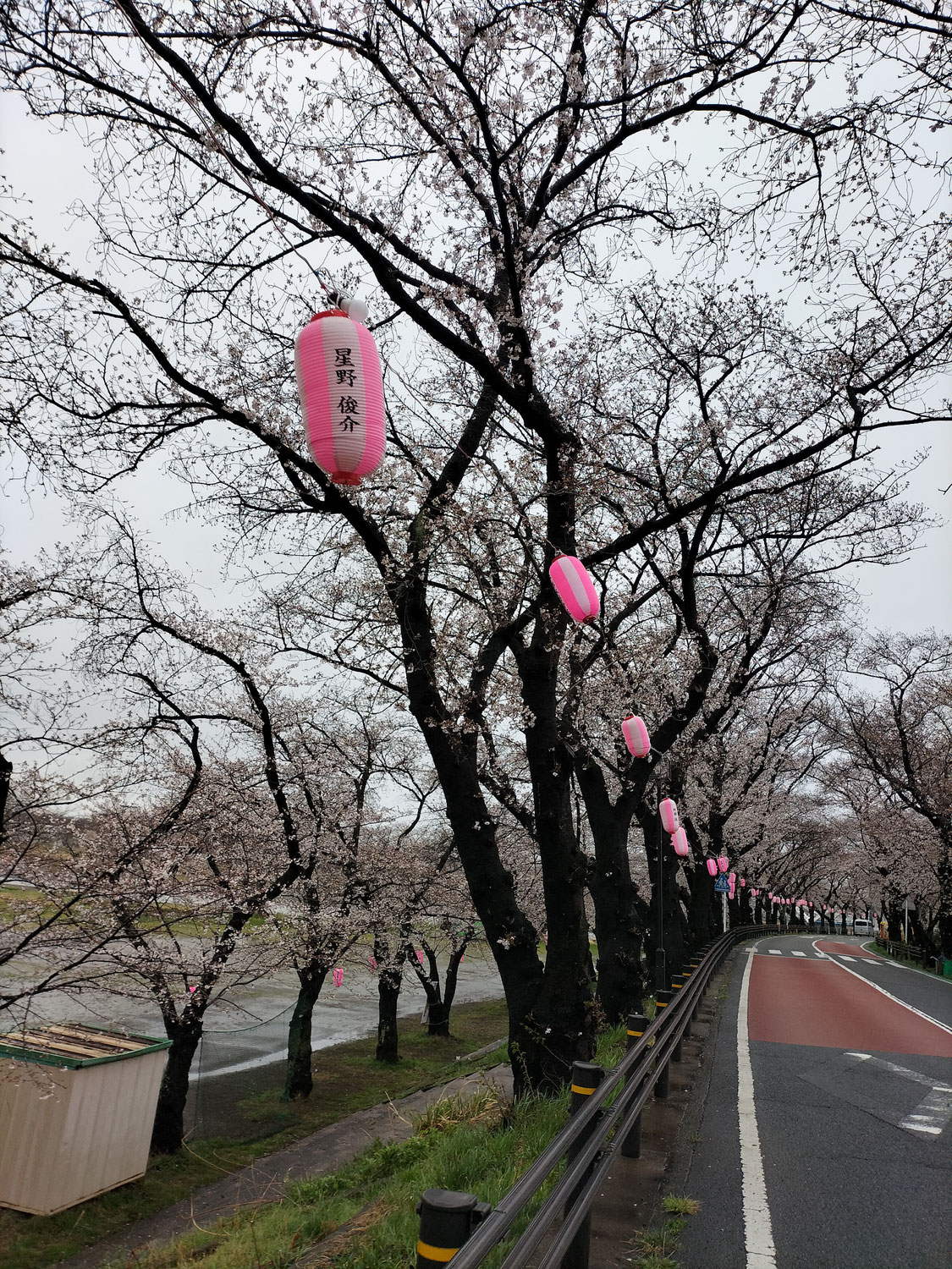 2025年4月2日　今日の桜並木