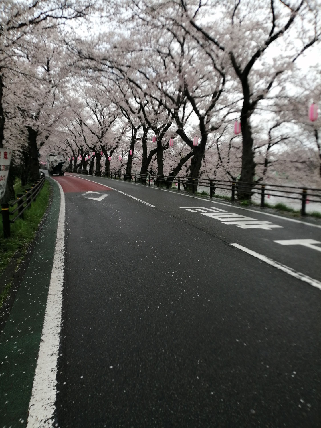 二日も更新あいちゃいましたが…(^^;)　本日の桜並木　見頃です！！