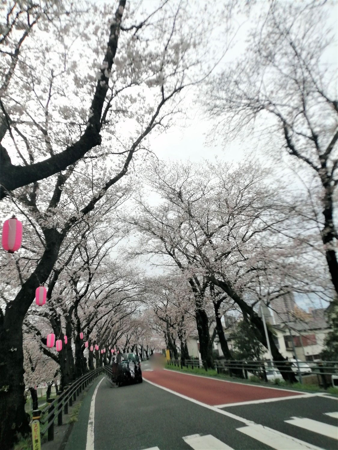 本日の桜並木