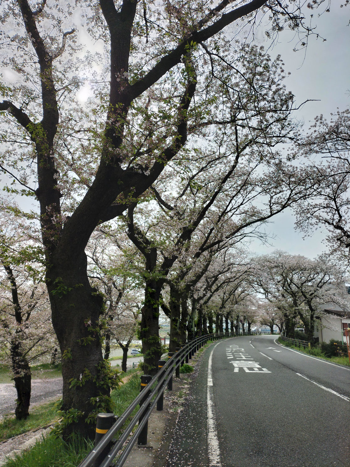 あっという間に…　　　　桜
