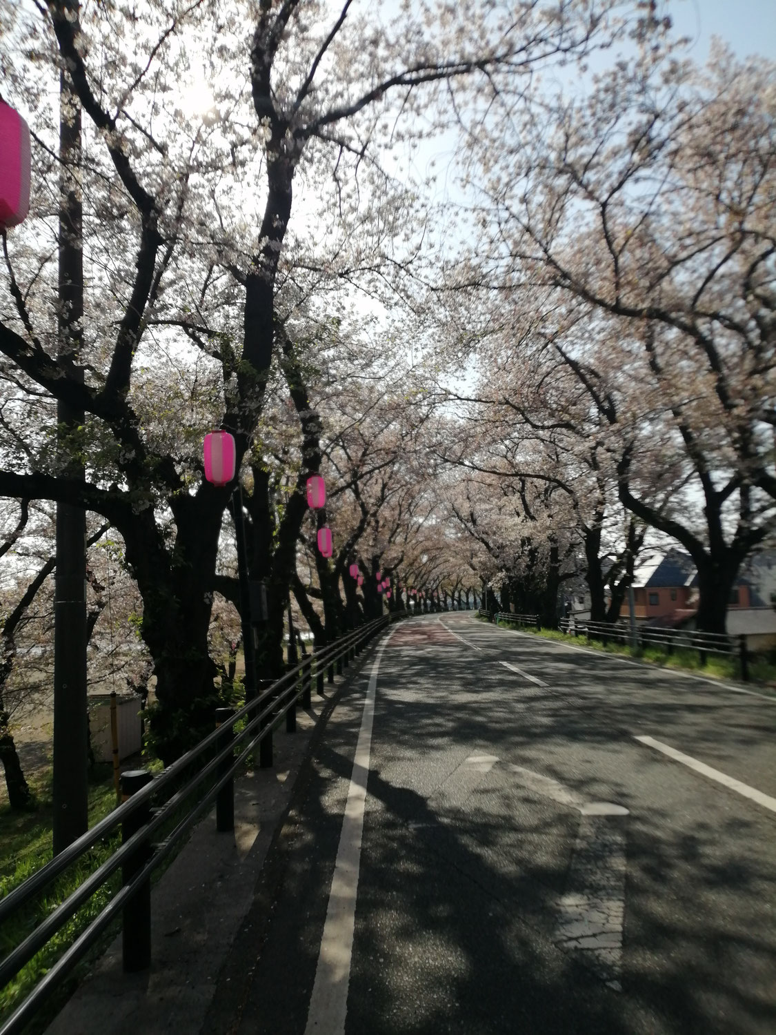 本日の桜並木　　だいぶ葉っぱが目立ってきました。