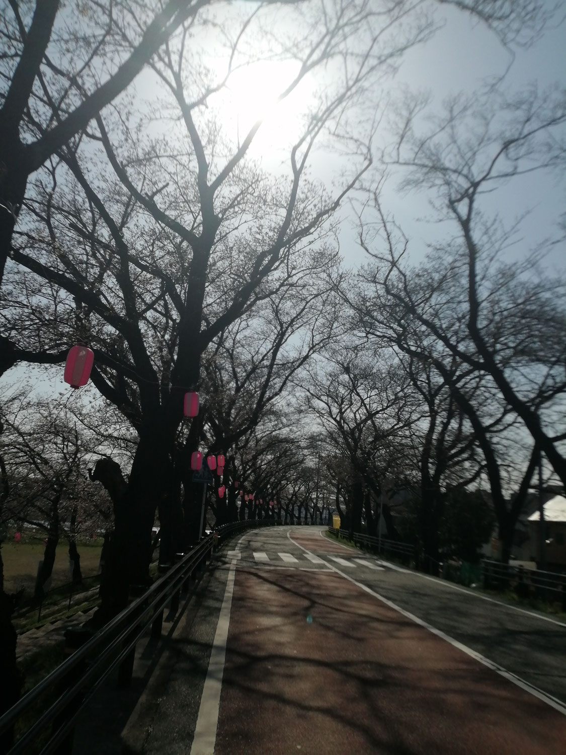 本日の桜並木　　WBC　侍ジャパンおめでとうございます！