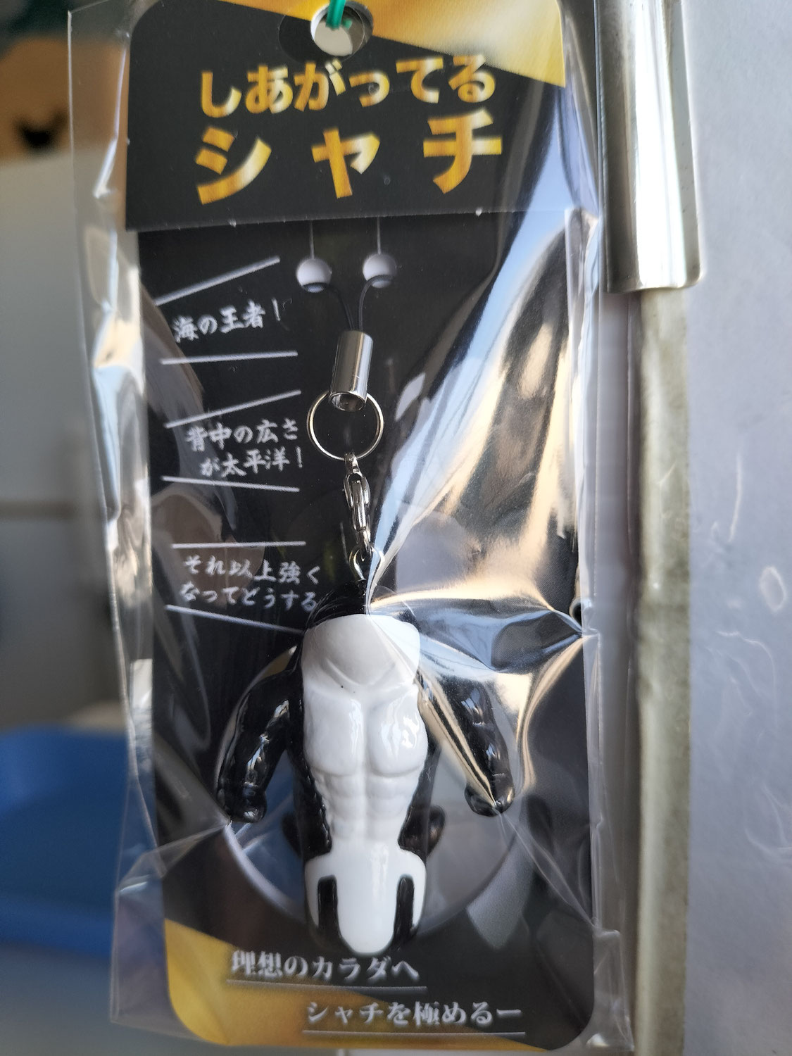 しあがってるシャチ　　頂きました!!