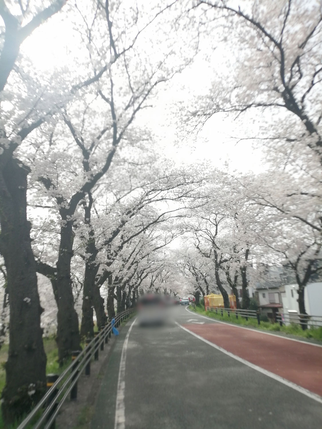 今日の桜並木　　4/8