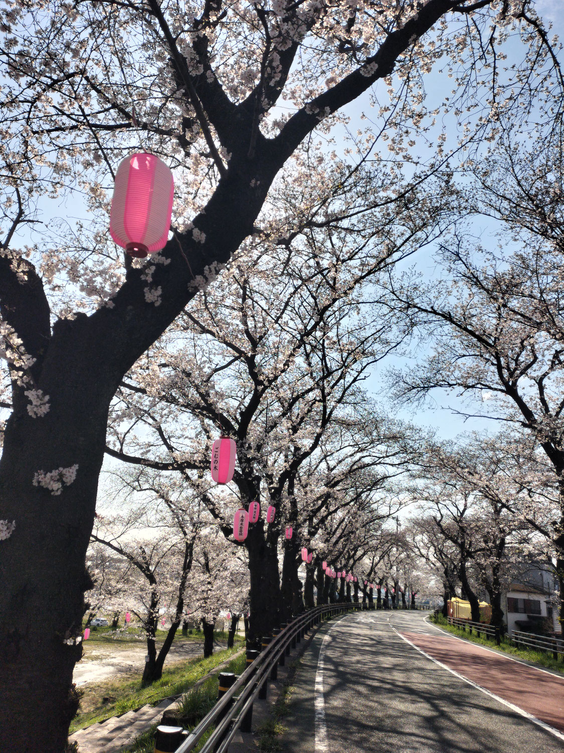 今日の桜並木　　　4月4日