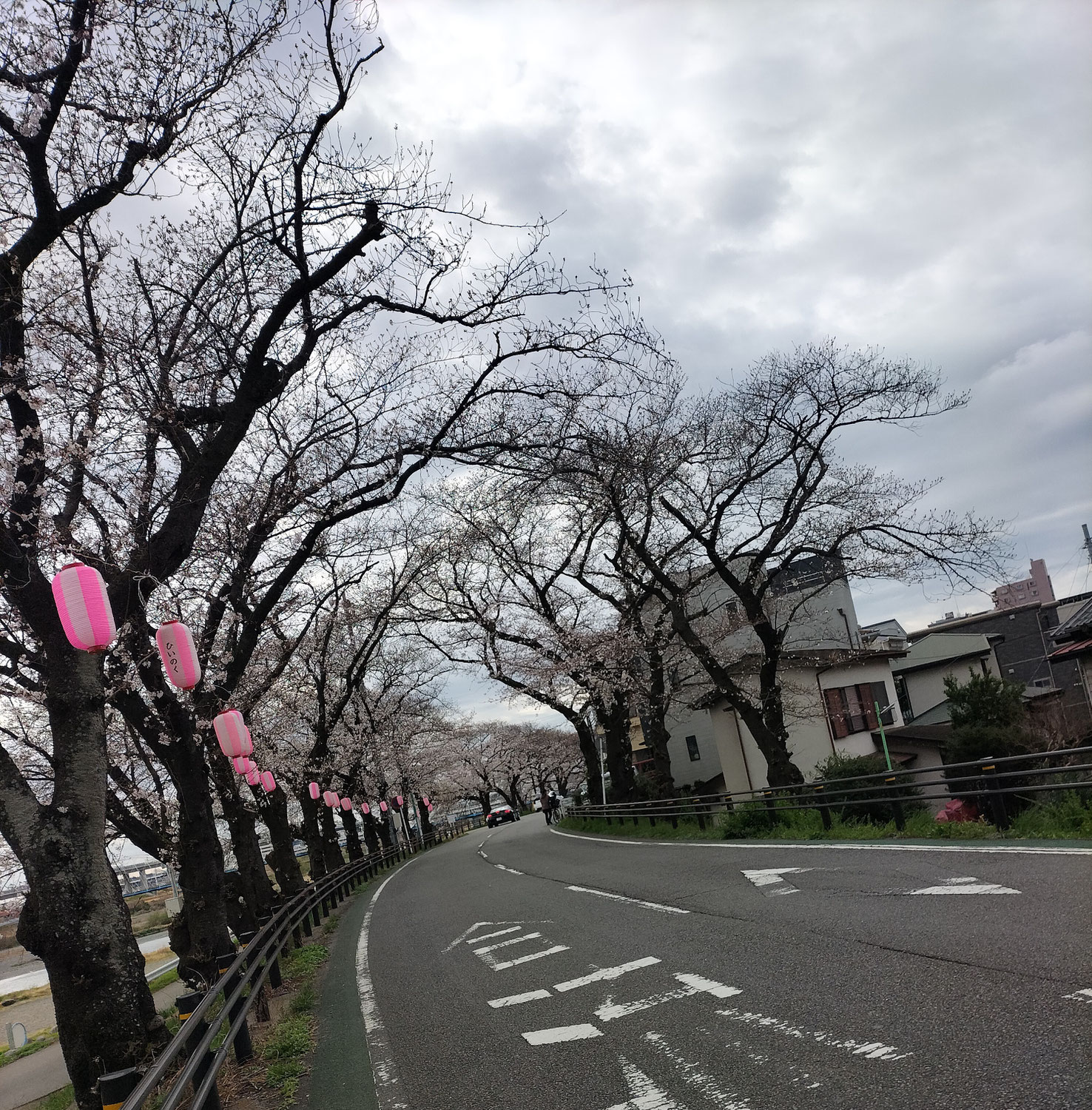 雨が続いていますが…　　桜