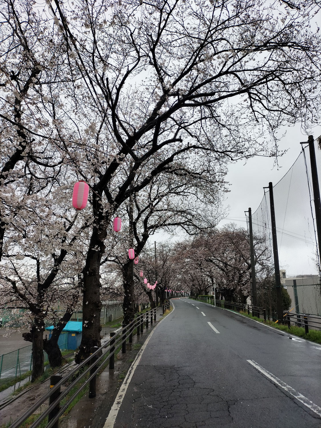今日も雨ですね。　　桜