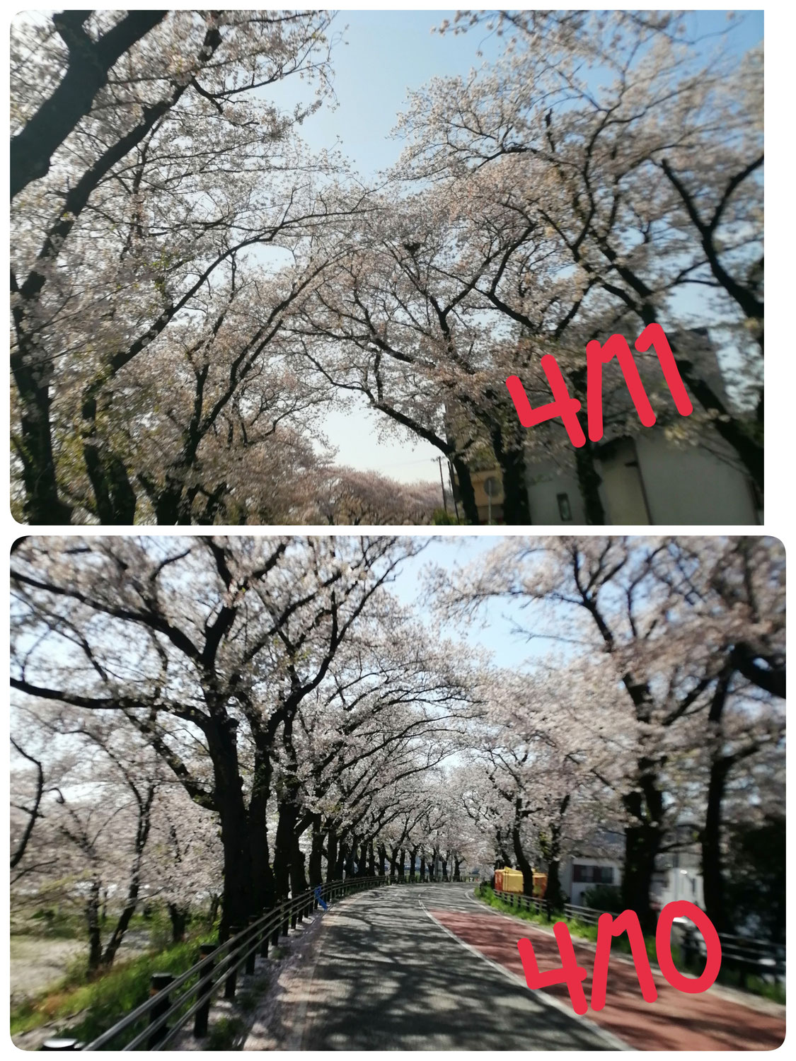 昨日と今日の桜並木
