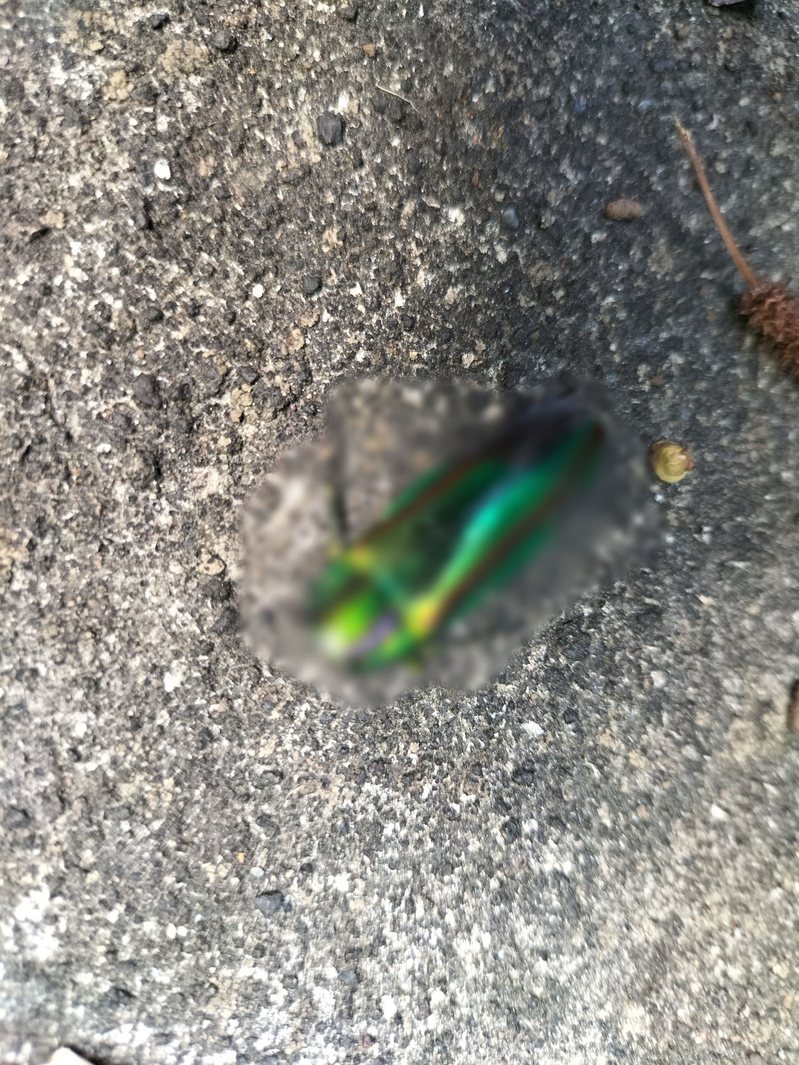 玉虫　　　　虫嫌いの人はごめんなさい。